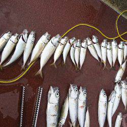 アジ タコ ジグサビキ