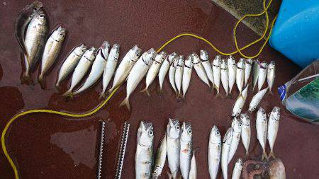 アジ タコ ジグサビキ