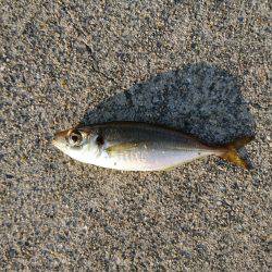 タチウオとアジ