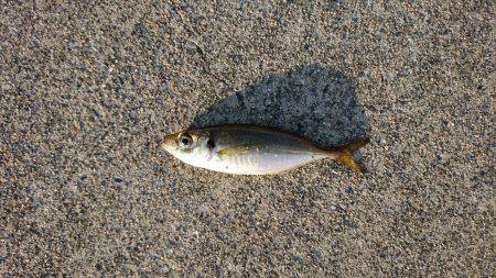 タチウオとアジ