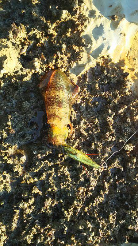 エギング丹後エリアまだまだ小型です