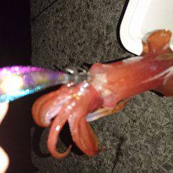 久しぶりのケンサキ