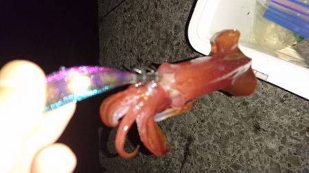 久しぶりのケンサキ