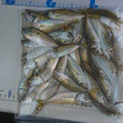 キス釣り、アジ釣り