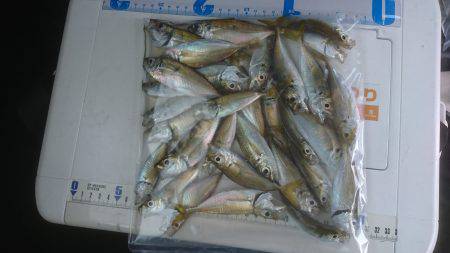 キス釣り、アジ釣り