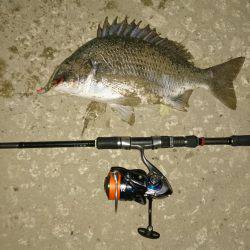 またまたキビレ…