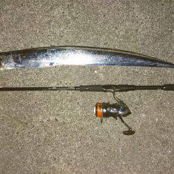 タチウオ好調！