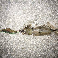 ケンサキ&アオリの新子