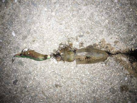 ケンサキ&アオリの新子