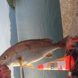 かご釣り&飲ませ釣り