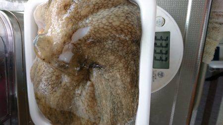 遠くのタコは重いぞ