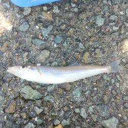 連日とはいかず…