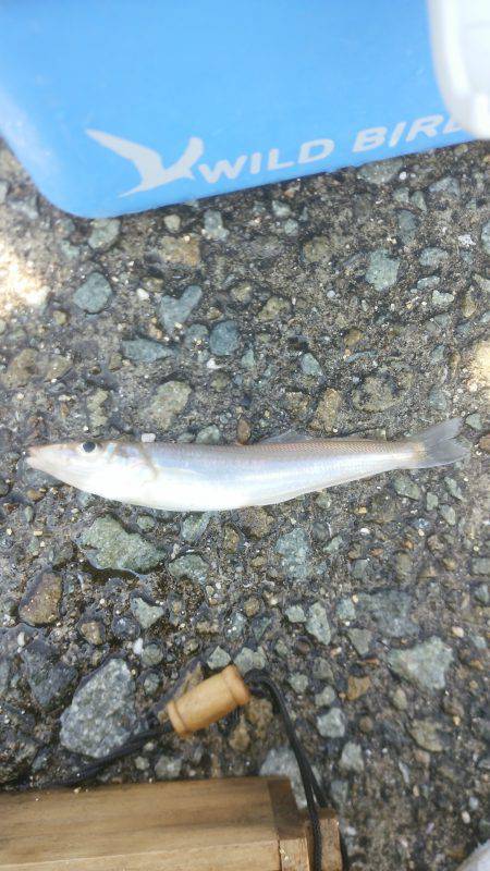 連日とはいかず…