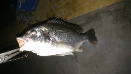 狙い通りだが…