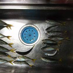 アジ釣