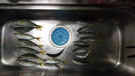 アジ釣