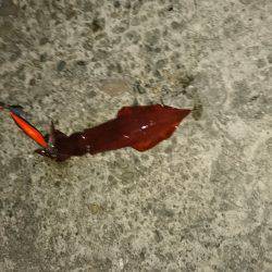 ケンサキリベンジ