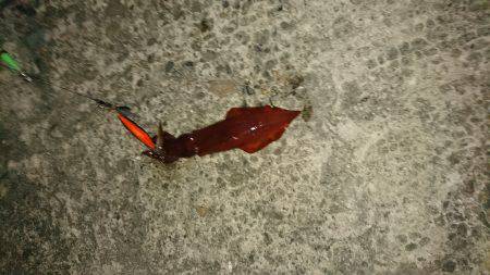 ケンサキリベンジ