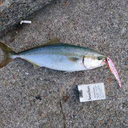 ツバスルアー釣り