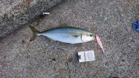 ツバスルアー釣り