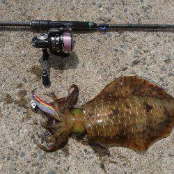 仕事で五島エギング