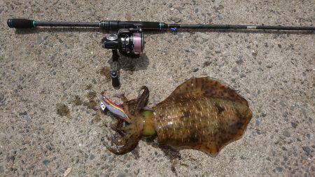 仕事で五島エギング