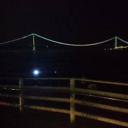 ケンサキイカ渋い