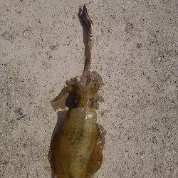 貝塚人工島でアオリ新子9杯get