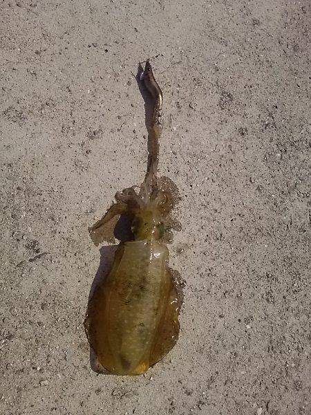 貝塚人工島でアオリ新子9杯get