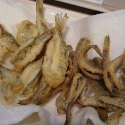 淀川ハゼ好調？