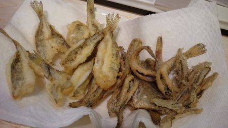 淀川ハゼ好調？