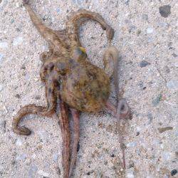 子供とファミリーフィッシング