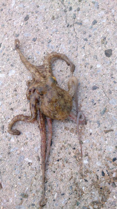 子供とファミリーフィッシング