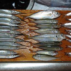 のんびりサビキ