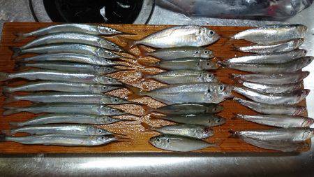 のんびりサビキ