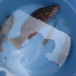 フグを避けながらの五目釣り