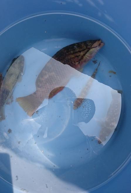 フグを避けながらの五目釣り