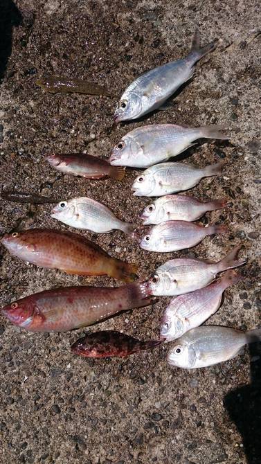 キスリベンジ＆マゴチ！