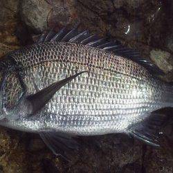 安定のサンバソウ