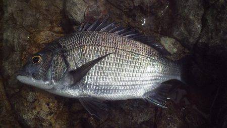 安定のサンバソウ