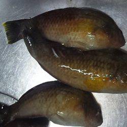 アコウゲット!!!