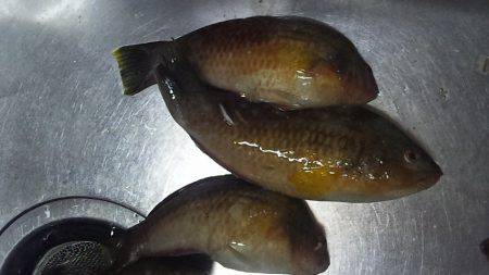 アコウゲット!!!