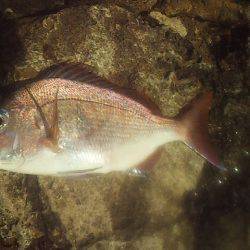 小さな青物回遊中