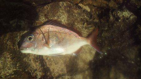 小さな青物回遊中