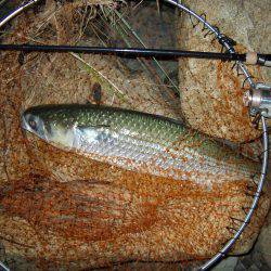 ｼｰﾊﾞｽ修行