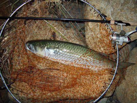 ｼｰﾊﾞｽ修行