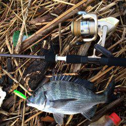 久々のチヌポップ