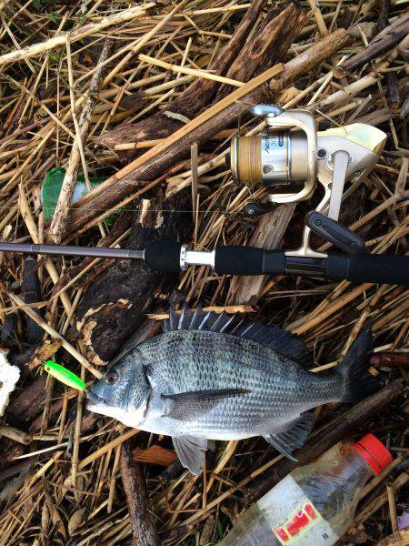 久々のチヌポップ