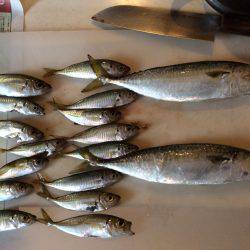 投げサビキ釣り