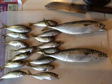 投げサビキ釣り